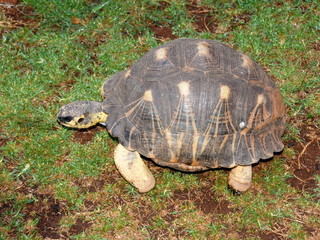 Radiated tortoise Astrochelys radiata on a lawn