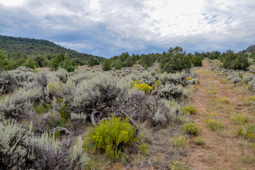 sagebrush shrubs and rabbitbrush flowers by the gravel road in the hills near Colorado river
Radium, Grand County, Colorado, USA