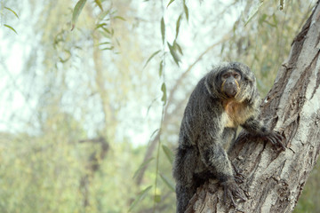 Cute smart monkey on the green blurred background. Copyspace for text.