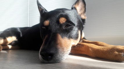 cute dog with nose closeup