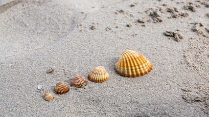 Fototapeta na wymiar Seashells on sand, Sicily, Italy