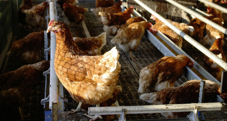 Hühner im Hühnerstall beim Fressen und Eier legen