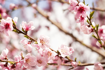 Blooming plum tree branch