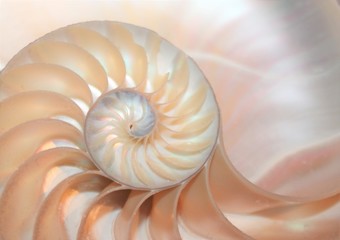nautilus shell symmetry cross section spiral Fibonacci growth golden ratio background  (nautilus...