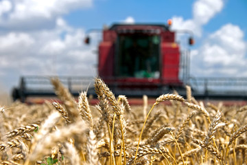 Ears of wheat against the backdrop of a combine harvester on a field in sunny summer day