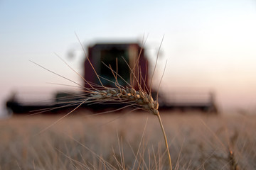 Ears of wheat against the backdrop of a combine harvester on a field in sunny summer day