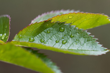 Leaf Droplets