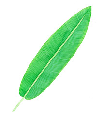 Obraz premium Tropical watercolor leaf.