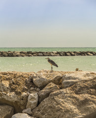 Grey heron relaxing on the rocks of adriatic sea, Italy