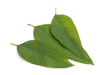 eucalyptus leaves isolated