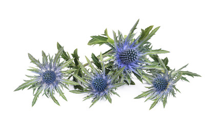 Sea holly thistles