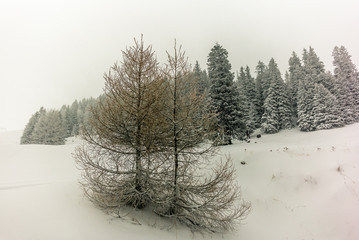 Trees in the Swiss Alps under an heavy snowfall - 5