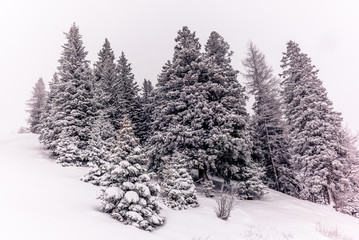 Obraz premium Trees in the Swiss Alps under an heavy snowfall - 6