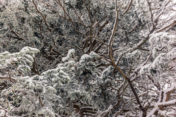 Trees in the Swiss Alps under an heavy snowfall - 18