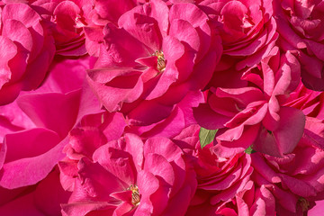 Background from inflorescences of pink roses