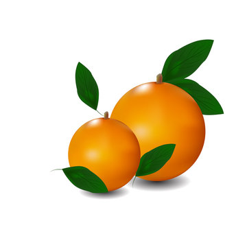 Ripe oranges with leaves. Vector illustration
