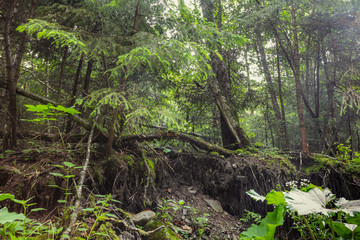 Impenetrable thickets in old forest.