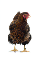 Wyandotte Chicken golden laced isolated in white background