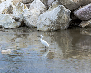little egret standing in water near the rocks