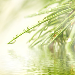 image of fir branches with water drops