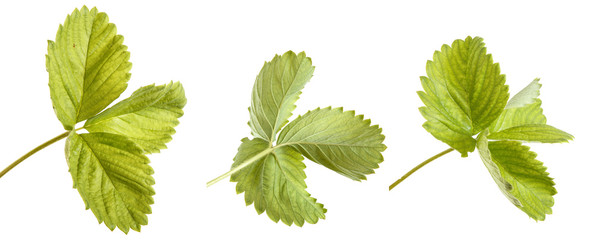 strawberry leaves isolated on a white background. Set