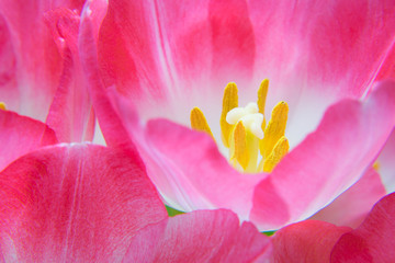 Pink tulip flower, detail