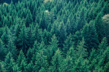 Stickers muraux Forêt Fir forest view from above - beautiful nature of forest