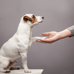 Dog paw takes the man