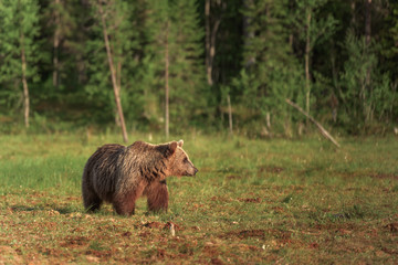 Brown bear walking in the bog on a summer evening