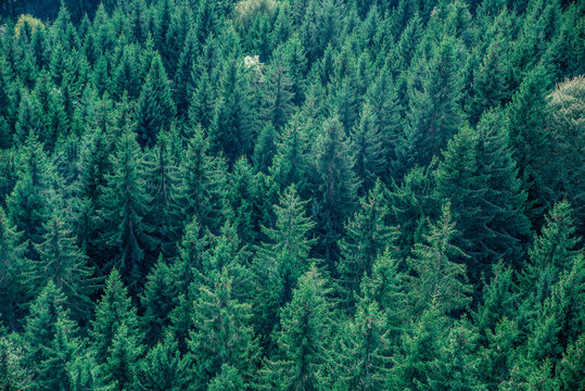 Fototapeta Fir forest view from above - beautiful nature of forest