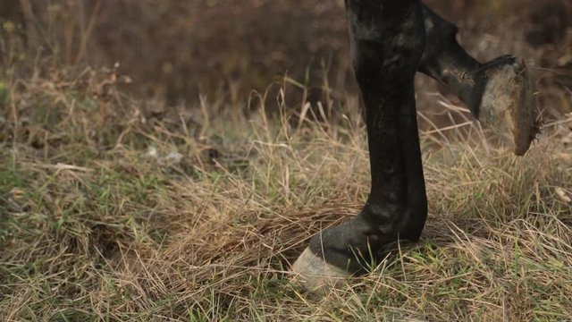 horse leg raises close-up