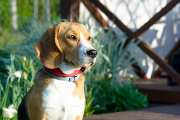 Beagle dog portrait outdoor.