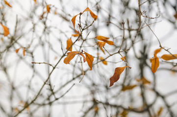dry leaves on a winter cloudy backgrounds