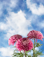 isolated image of beautiful flowers on yellow background.