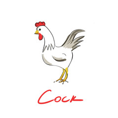 Fototapeta na wymiar Hand drawn cock isolated
