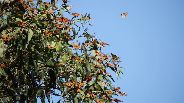 Monarch butterflies rest and fly in Pismo Beach Monarch grove
