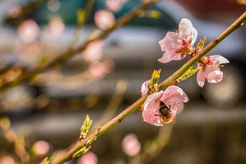 Honey bee collecting pollen from flowers