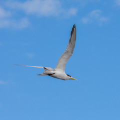     Great crested tern, sea bird, Polynesia, flight 