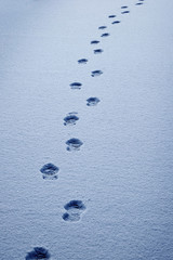 Footprints in the Snow Show a Path for Progress