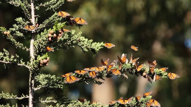 Monarch butterflies rest and fly in Pismo Beach Monarch grove