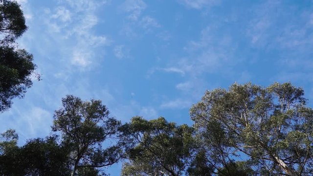 Monarch butterflies rest and fly in slow motion in Pismo Beach Monarch grove
