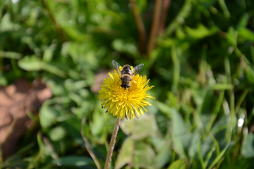 Naklejka premium Bee on dandelion