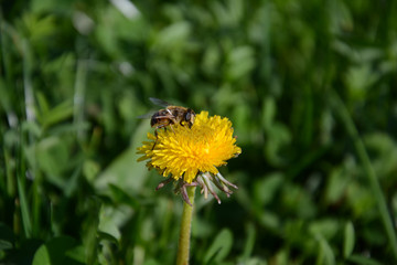 Naklejka premium Bee on dandelion