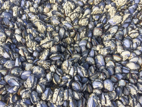Background of mussels growing over coastal rock