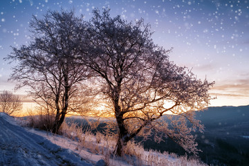 tree  covered with snow  and frost.beautiful winter landscape