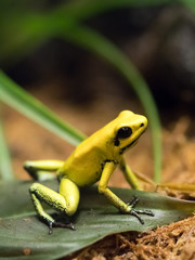 Golden poison arrow frog