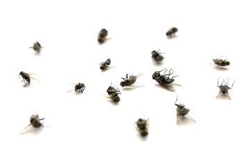Dead Flies Insects Many Several with Legs in Air