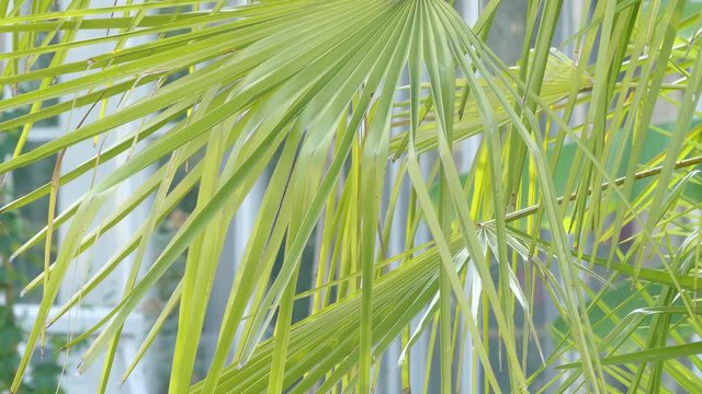 Chamaerops is genus of flowering plants in palm family Arecaceae. Only currently fully accepted species is Chamaerops humilis, variously called European fan palm, or Mediterranean dwarf palm.