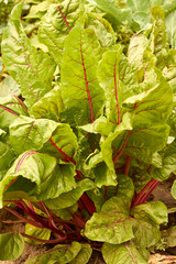 Young beetroot leaves in the small rustic garden