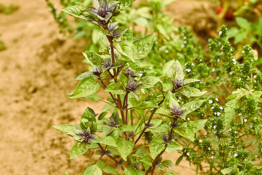 Basil Plants At An Organic Small Farm